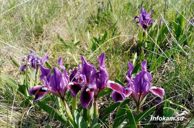    Касатик (ирис карликовый)