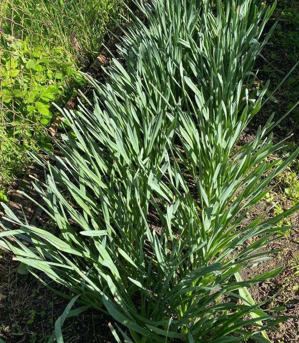 Нарциссы после цветения