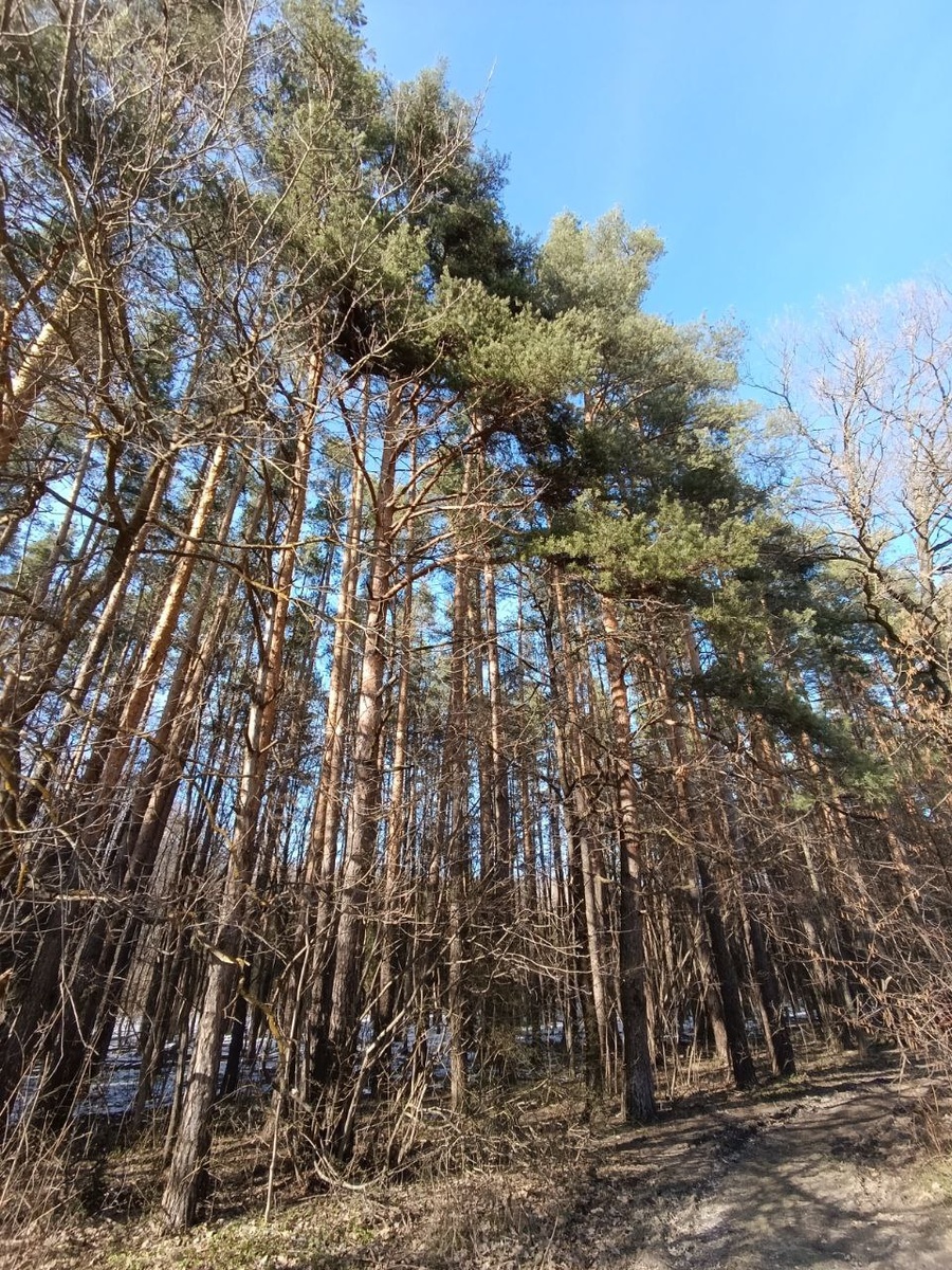 Сосновая опушка, лещина 17.04 