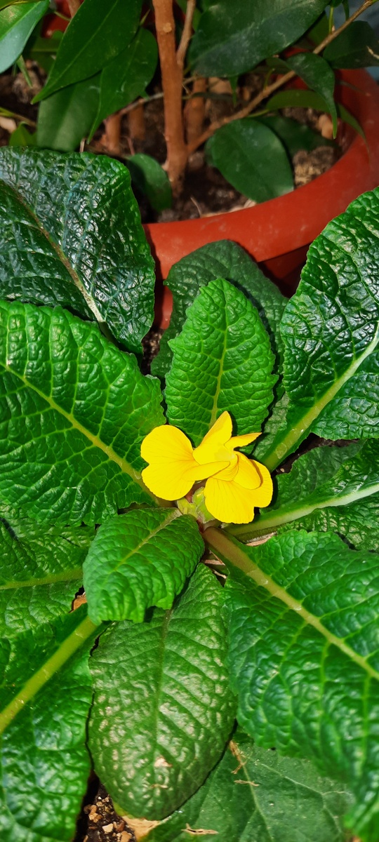 Примула опять зацветает дома в горшке 🪴