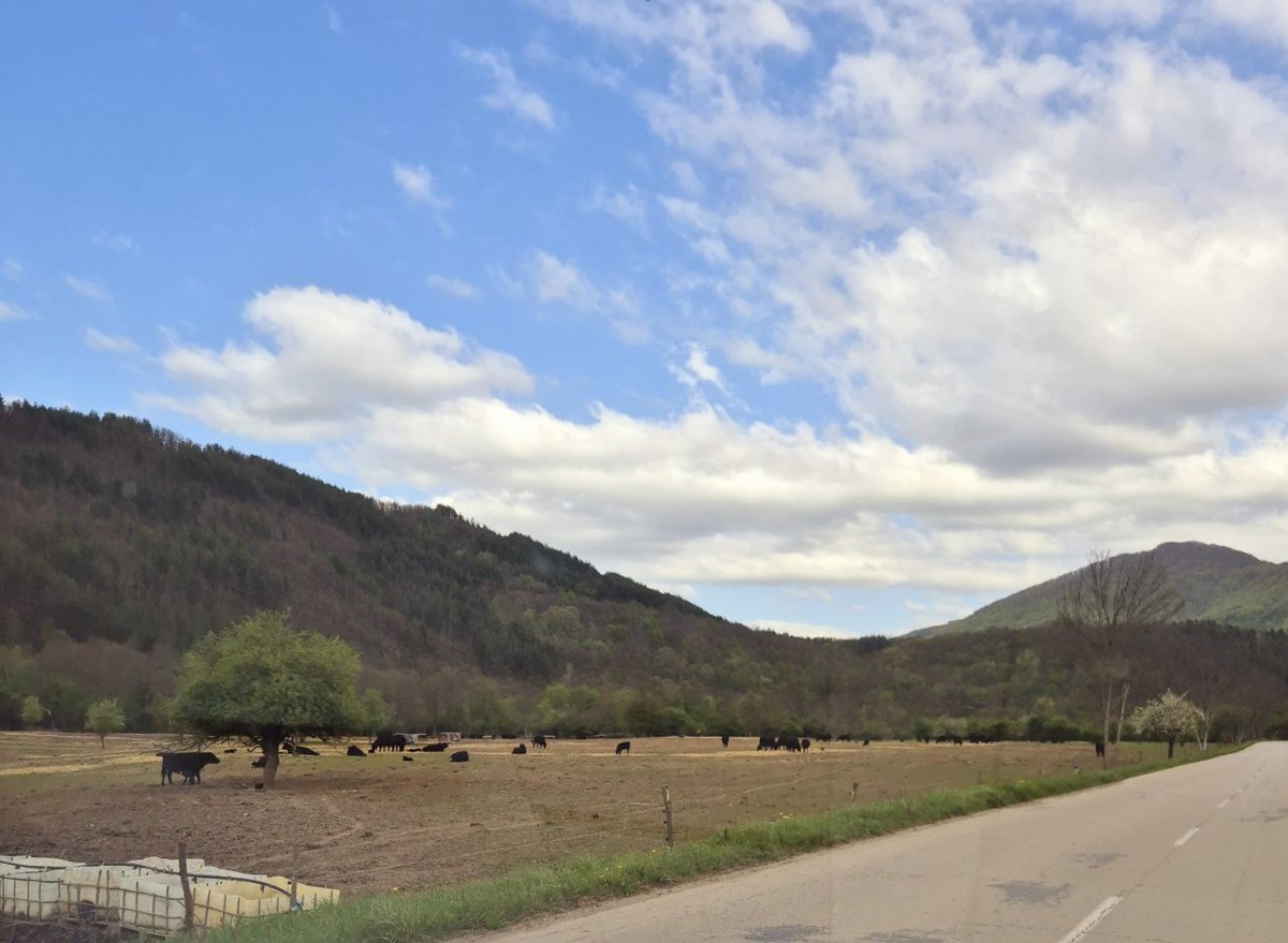 Очень забавные - абсолютно черные коровы.