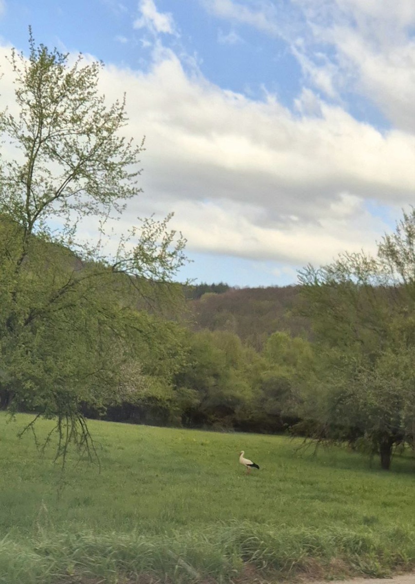 Аист на выпасе