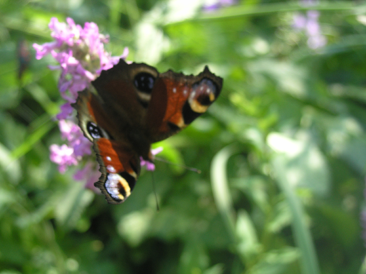 Павлиний глаз
