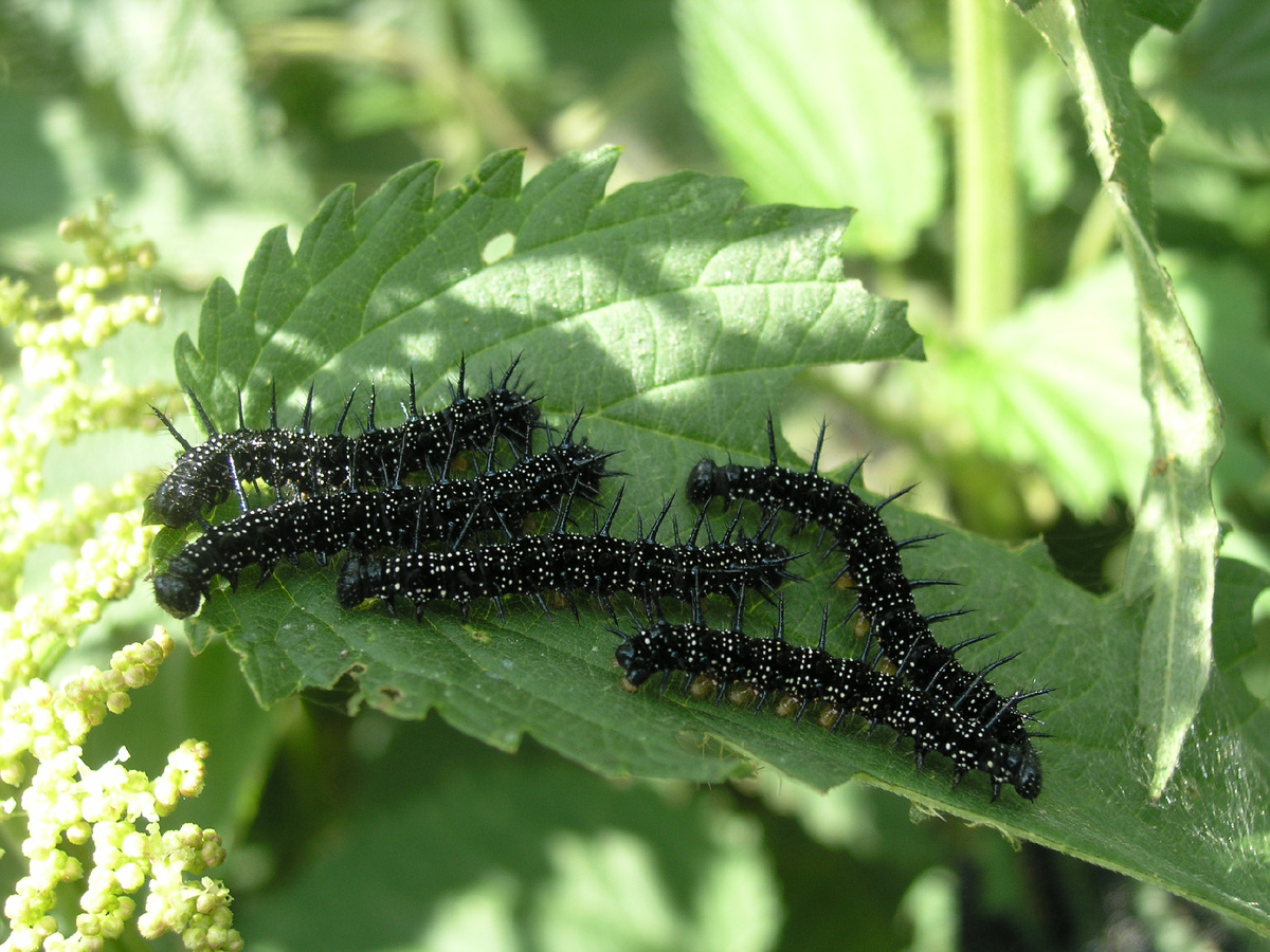Гусеницы павлиньего глаза на крапиве