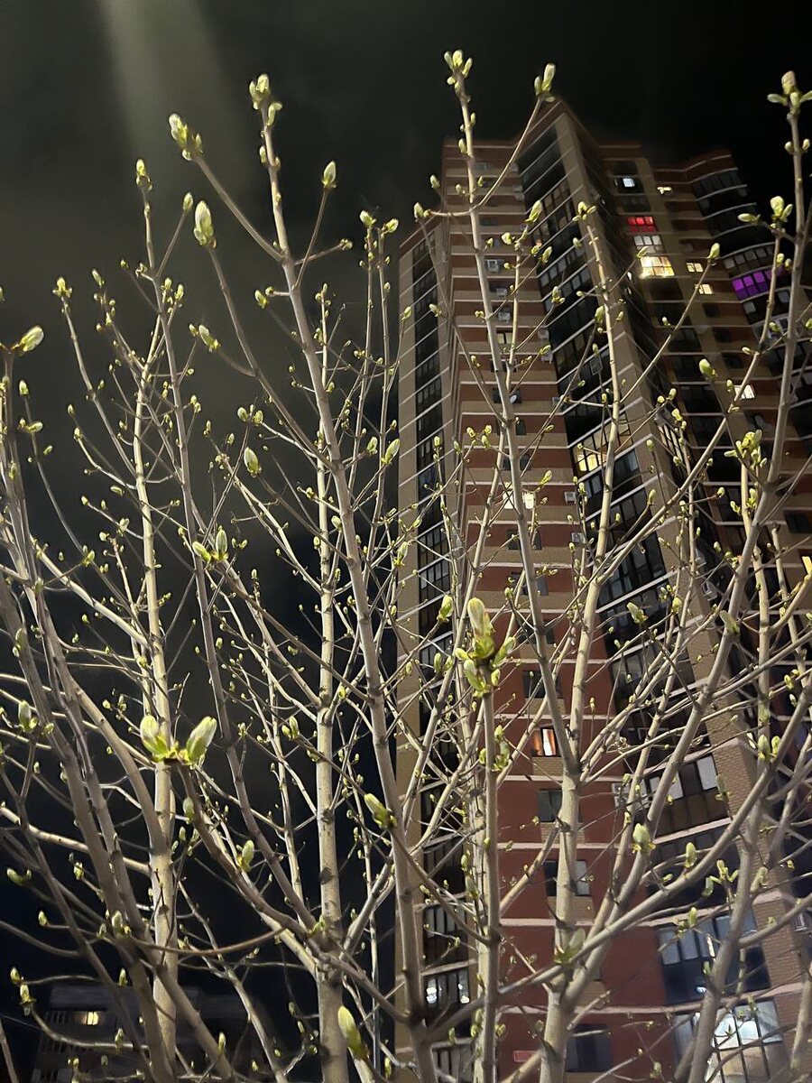 Каштан в ночном городе