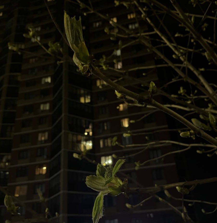 Каштан распускается