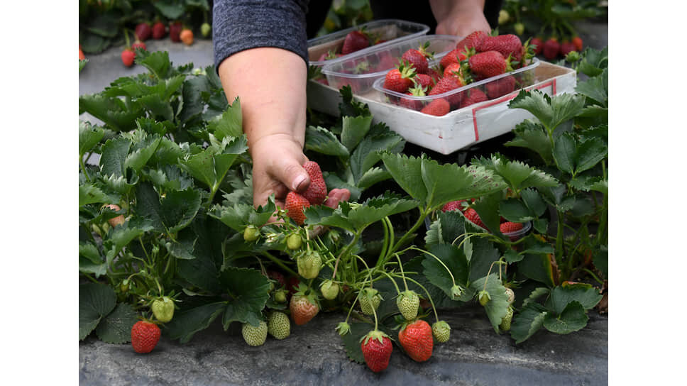 Фото: Виктор Коротаев / Коммерсантъ
