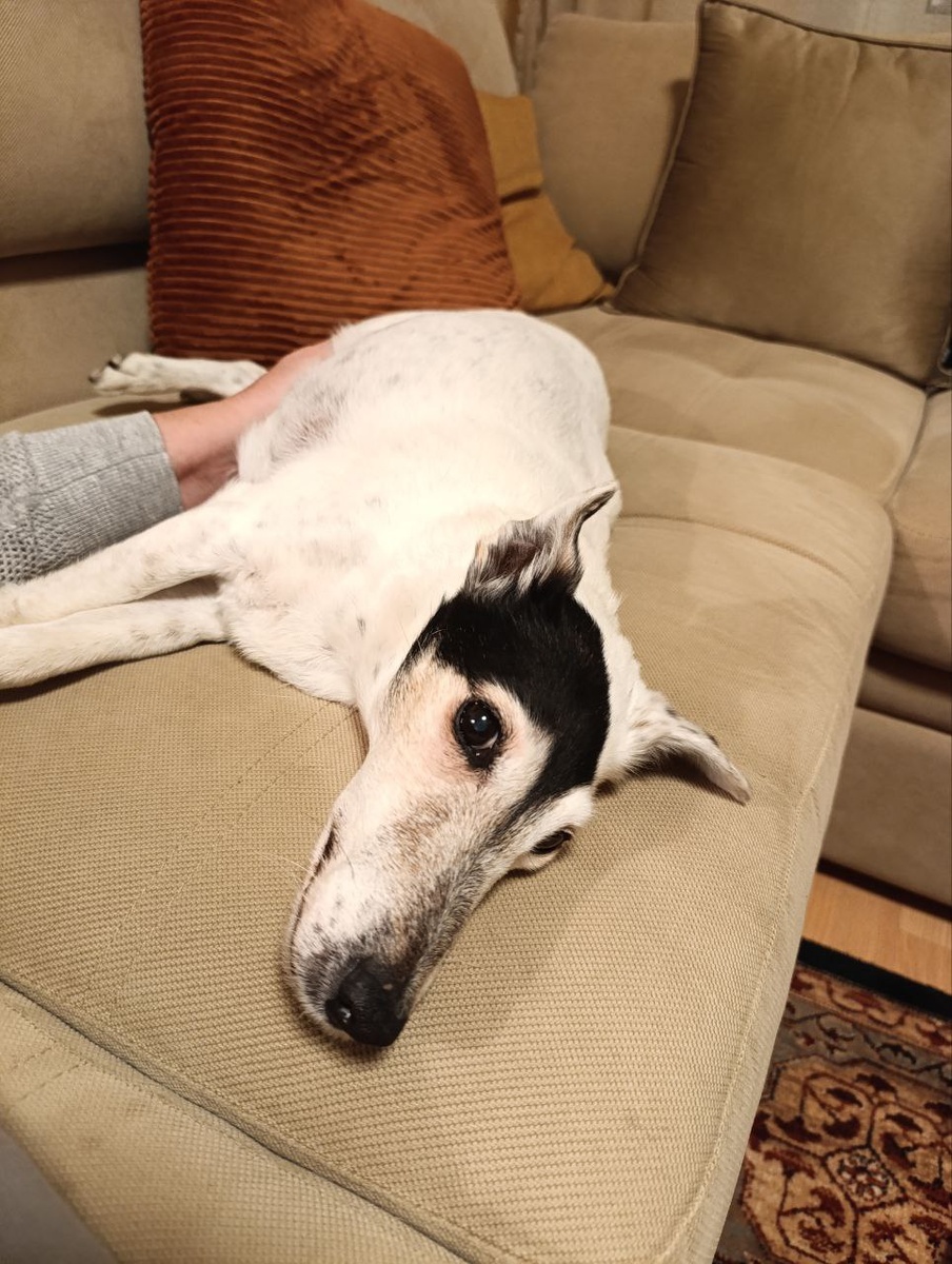 Полина это не собака, она человек!