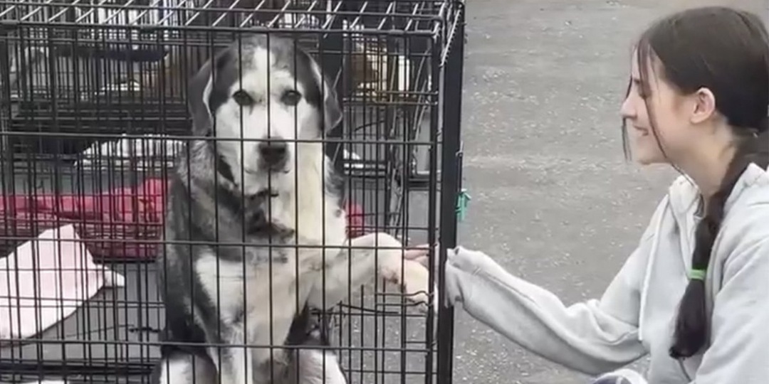 Семья случайно усыновила пожилую собаку — вот как это было