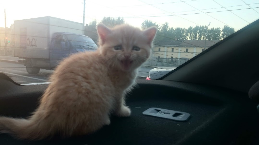 Самое первое фото Фуфела.