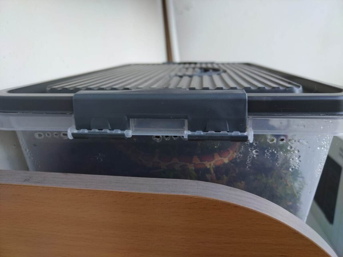 полосатый червяк Бек