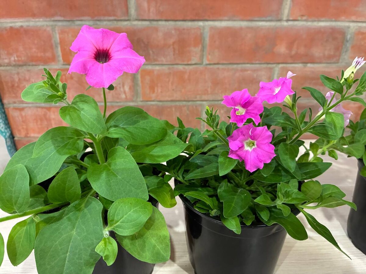 Слева Easy Wave Pink Passion, справа Минибелло розовая.