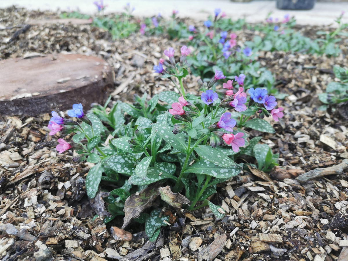 Медуница сахарная