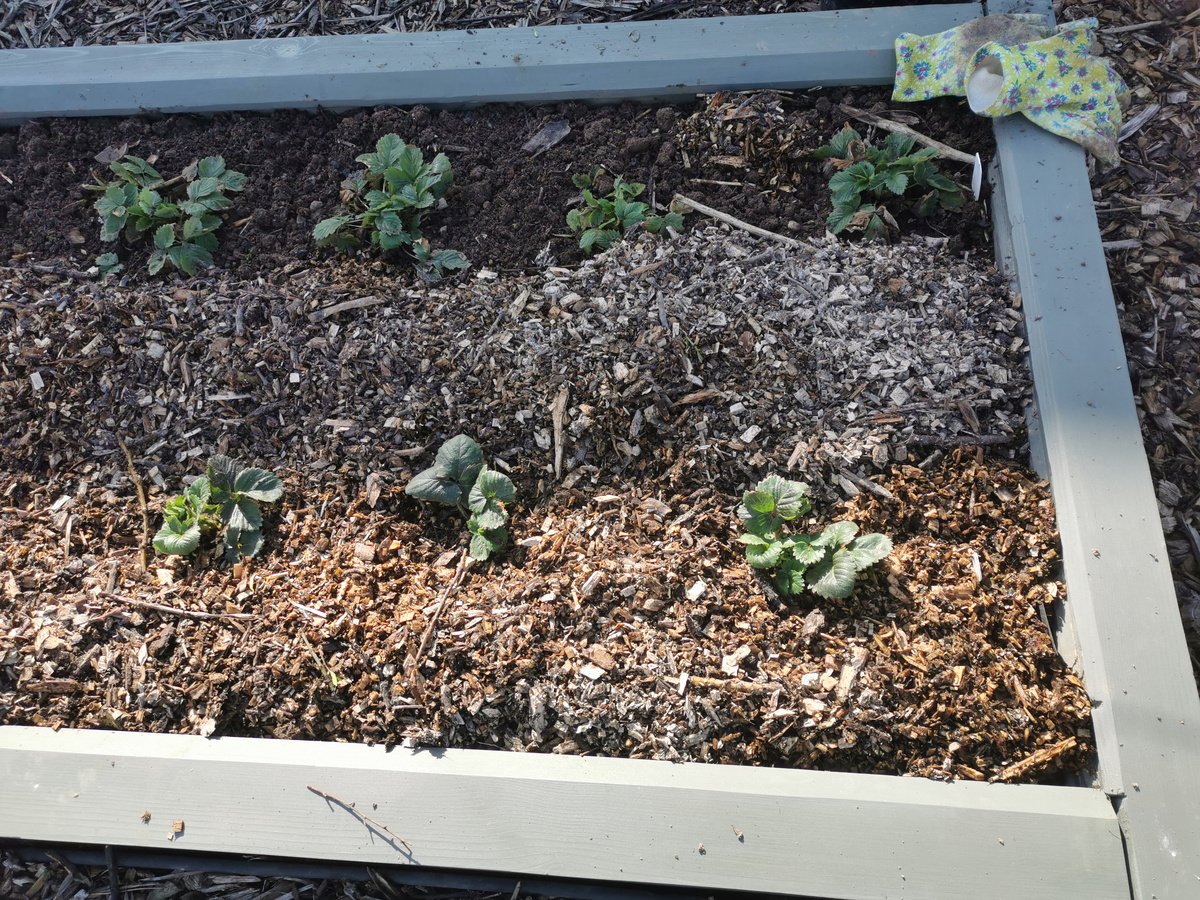 Клубника и земклуника