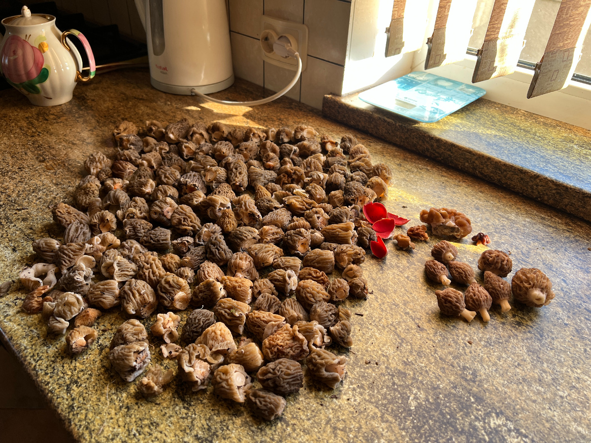 15 апреля - 150 шапок