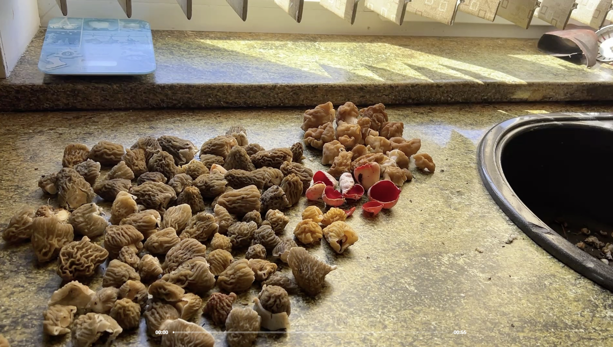 17 апреля - 80 шапок