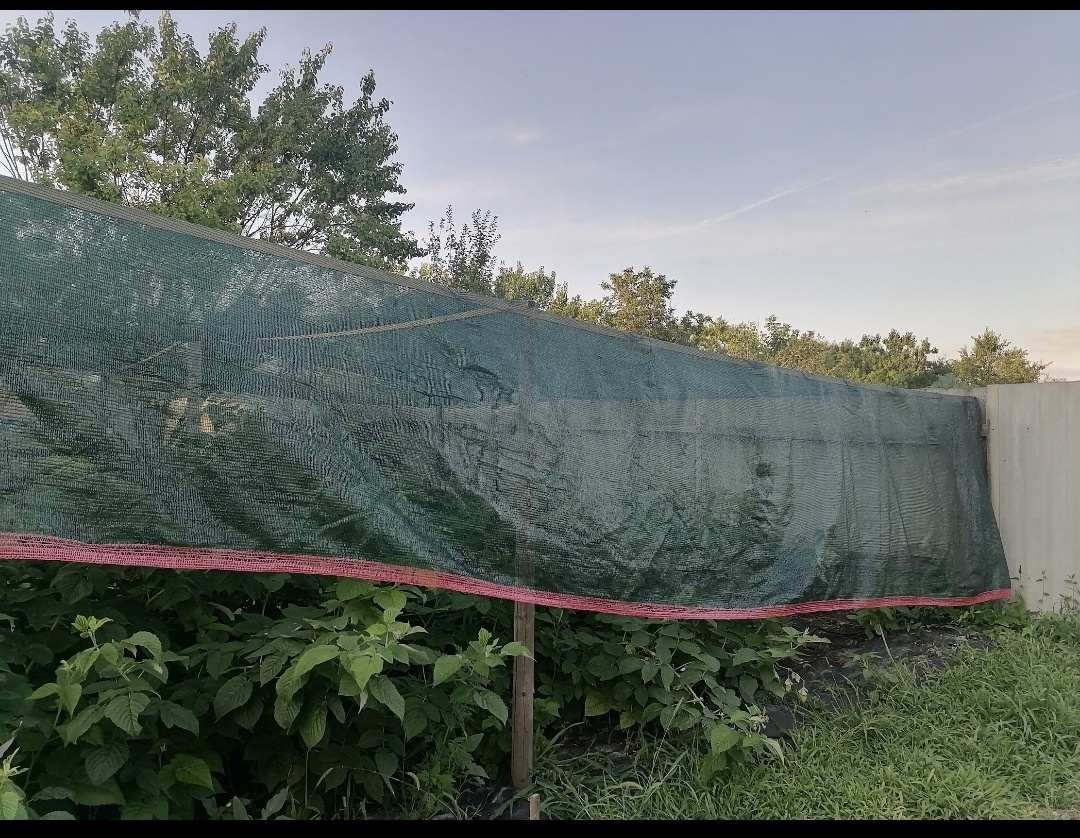 Малинник накрыт сеткой от палящего солнца.