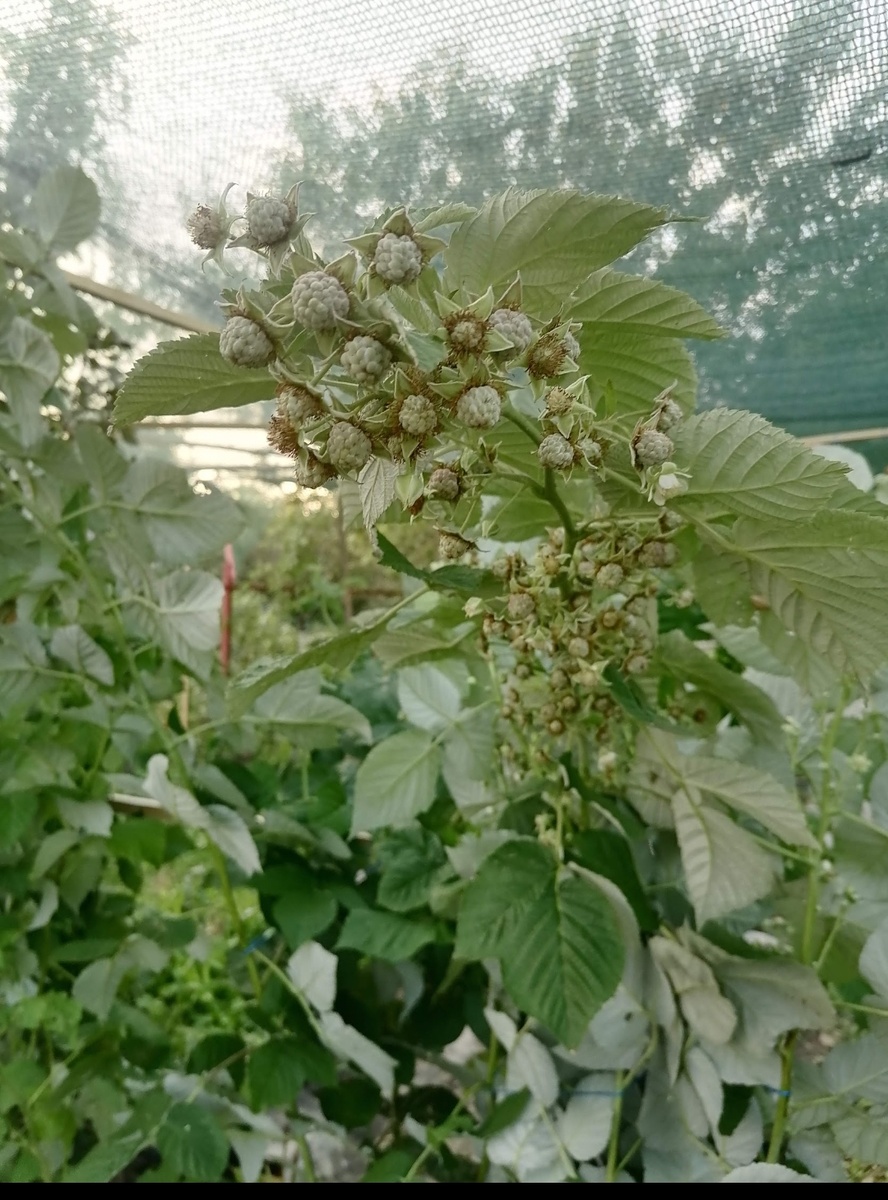 Огромное количество ягод.