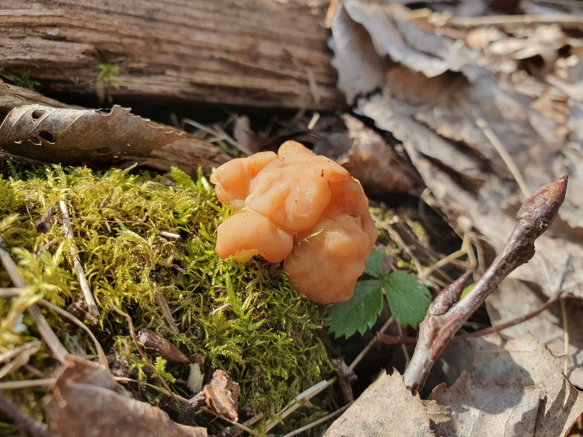 Строчок гигантский (Gyromitra gigas)