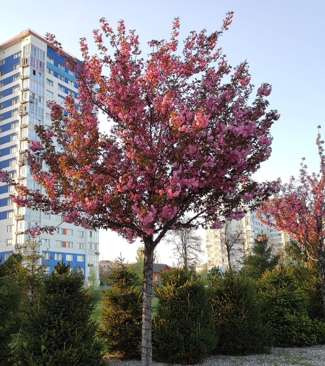 В лучах солнца особенно красиво смотрятся цветочки на деревьях
