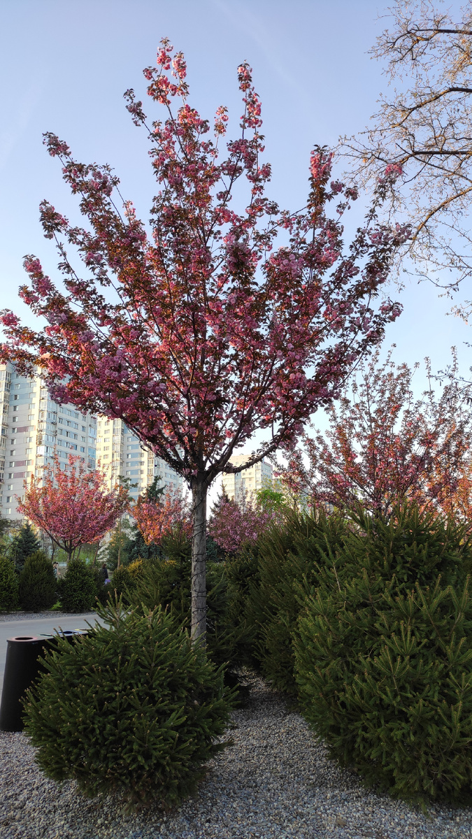 Розовая сакура в ЦПКиО в Волгограде. 