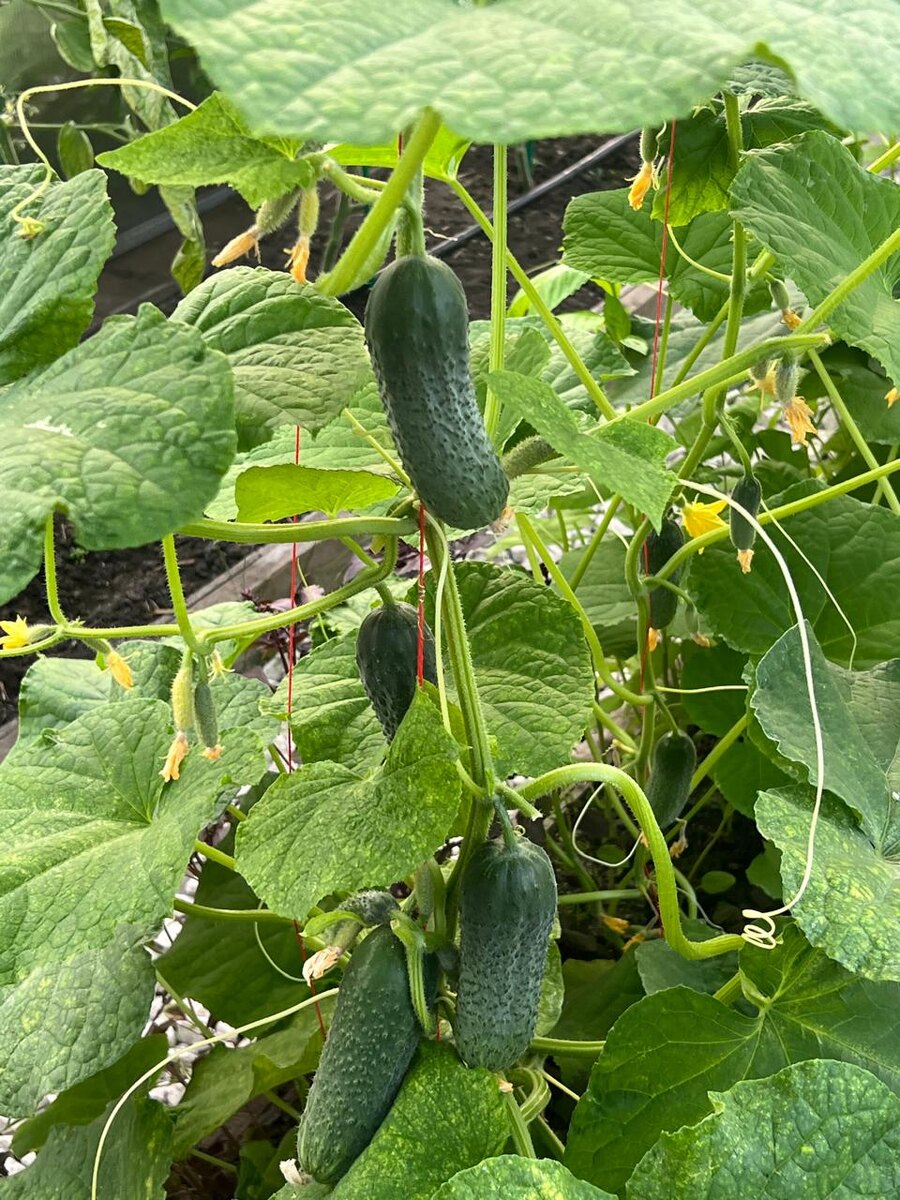 огурцы в теплице