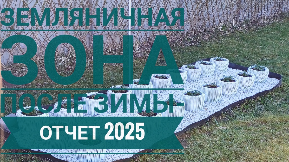 Сняла обзорчик небольшой, как пережила моя земляничная зона зиму 2024-2025👇