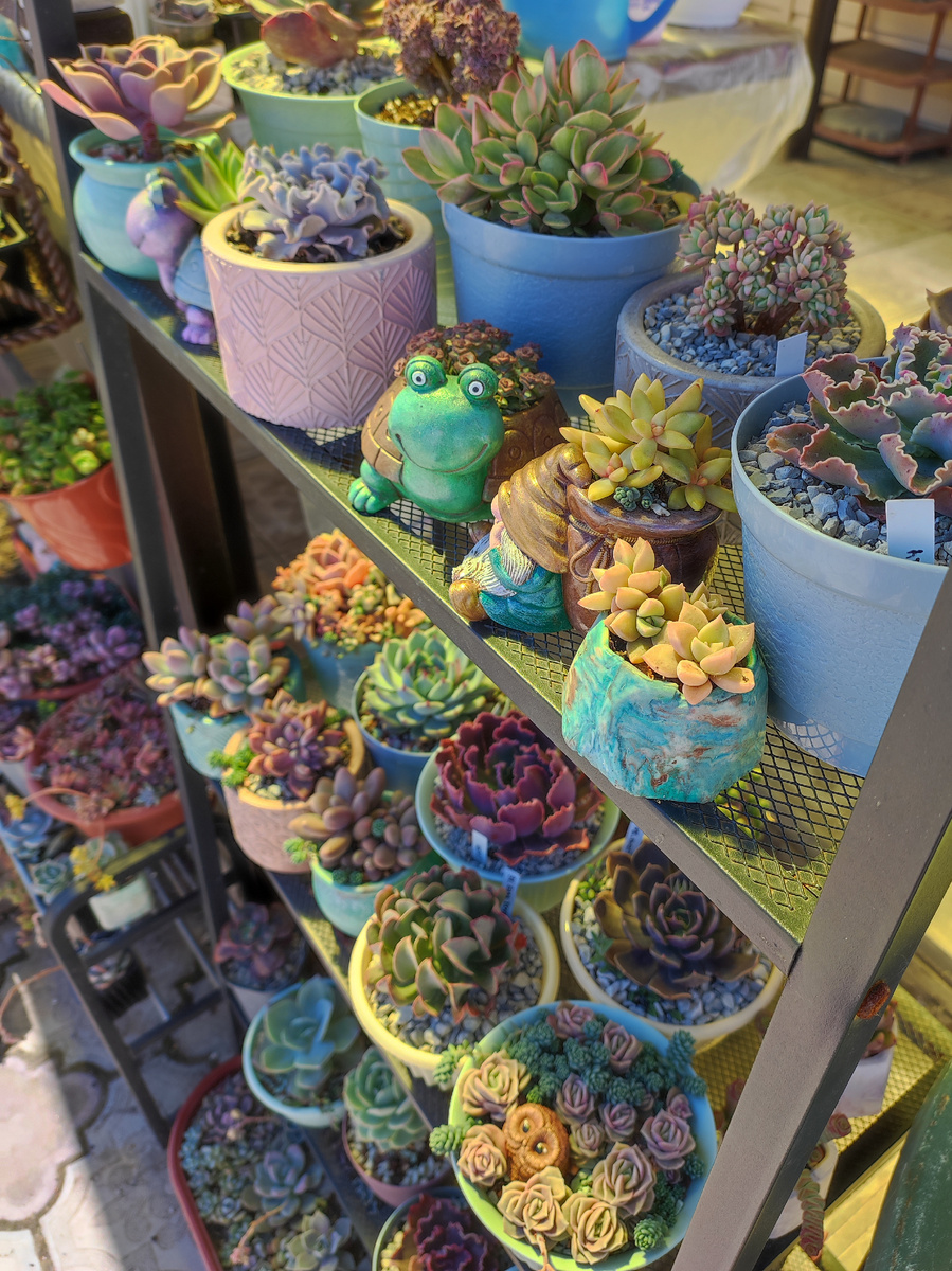 Расстановка суккулентов в процессе