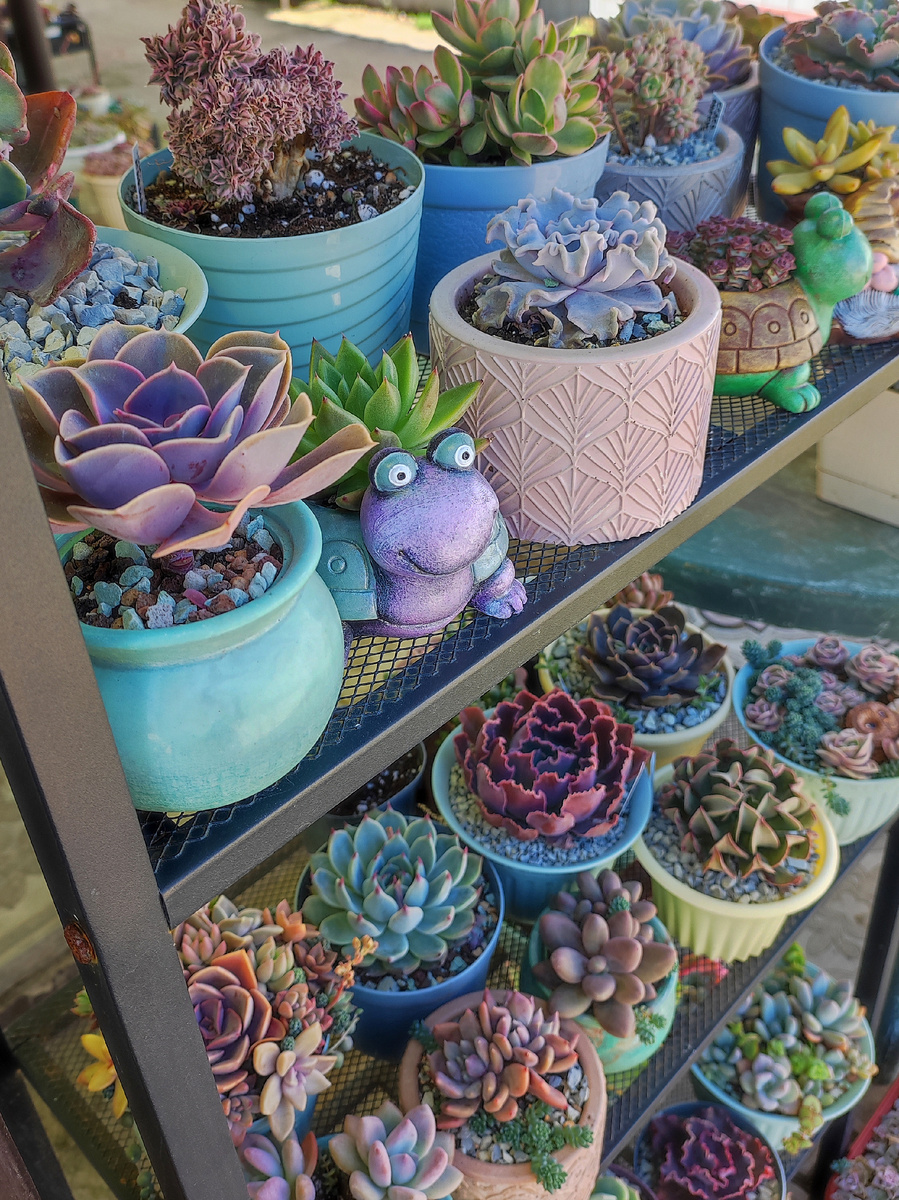 суккуленты летом на уличном содержании