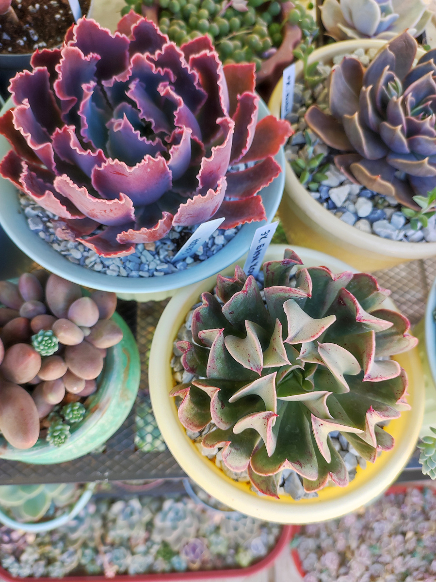 Эхеверия Неон Брекерс и Блэк Хоук