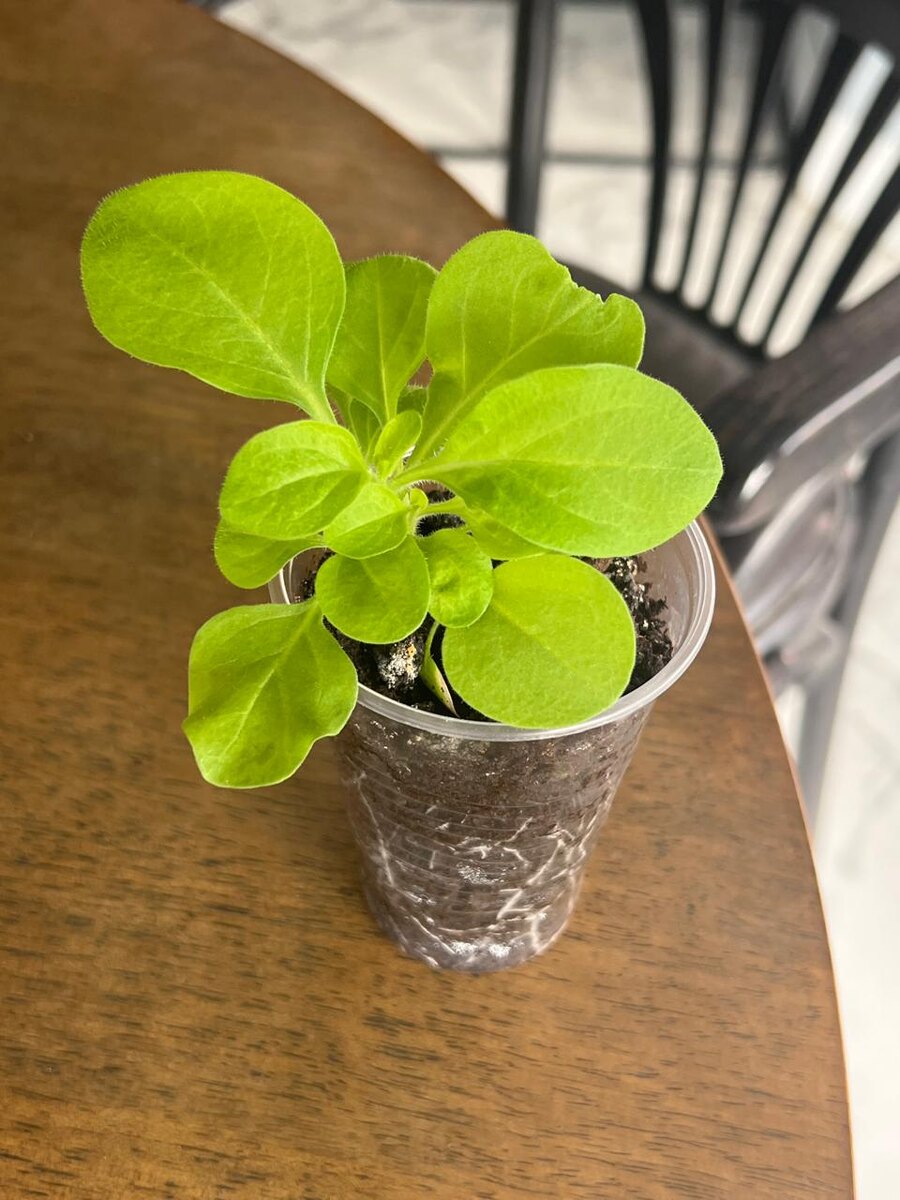 Рассада петунии