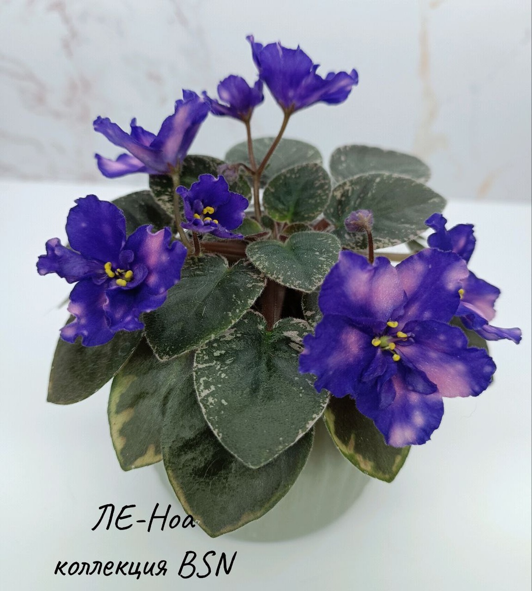 Первое цветение