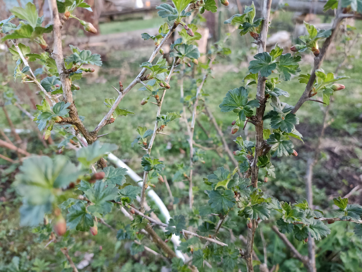 Крыжовник начинает цветение в апреле. Пересадку делать нельзя - поздно. Фото автора