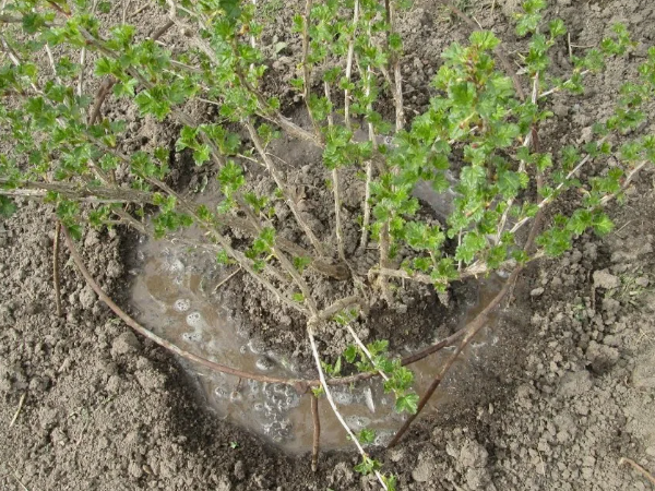 Осенняя посадка крыжовника предпочтительнее. Скрин фото автора