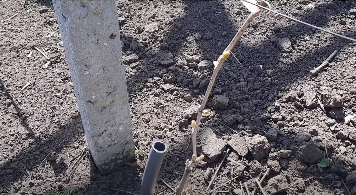 Вот так выглядел кустик до обломки 