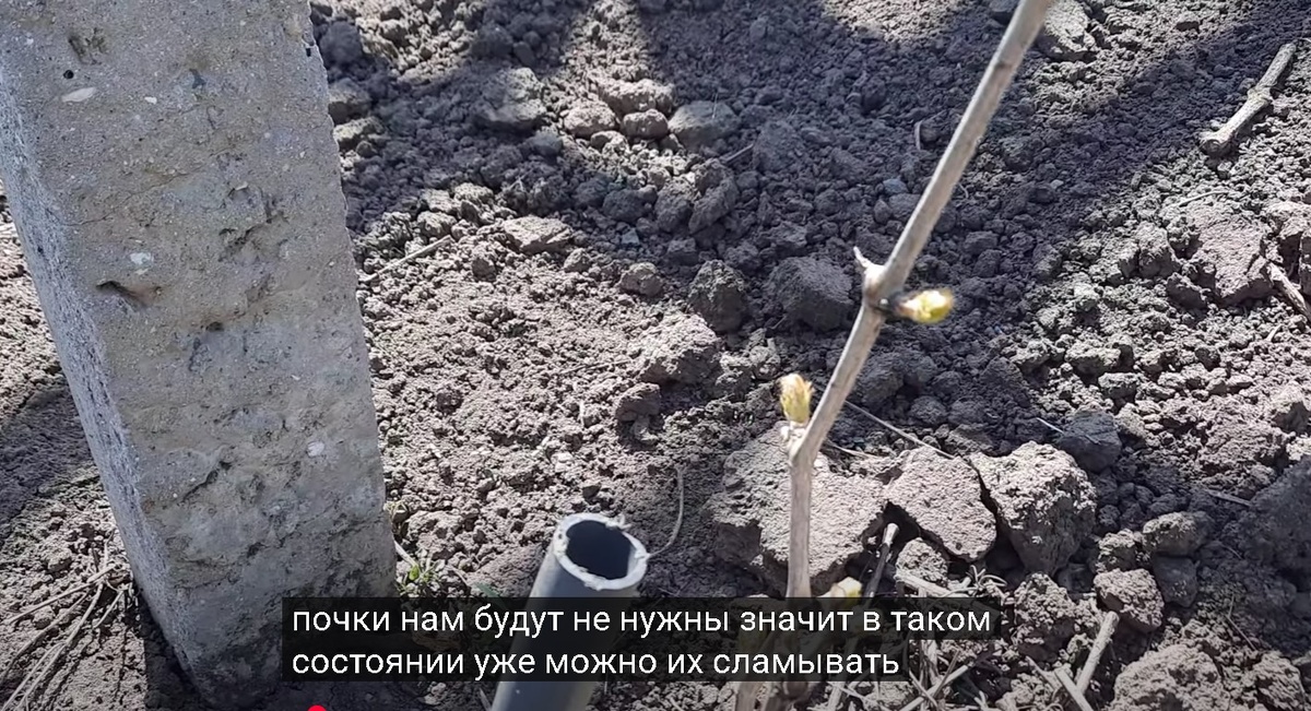 Скриншот из видео. 