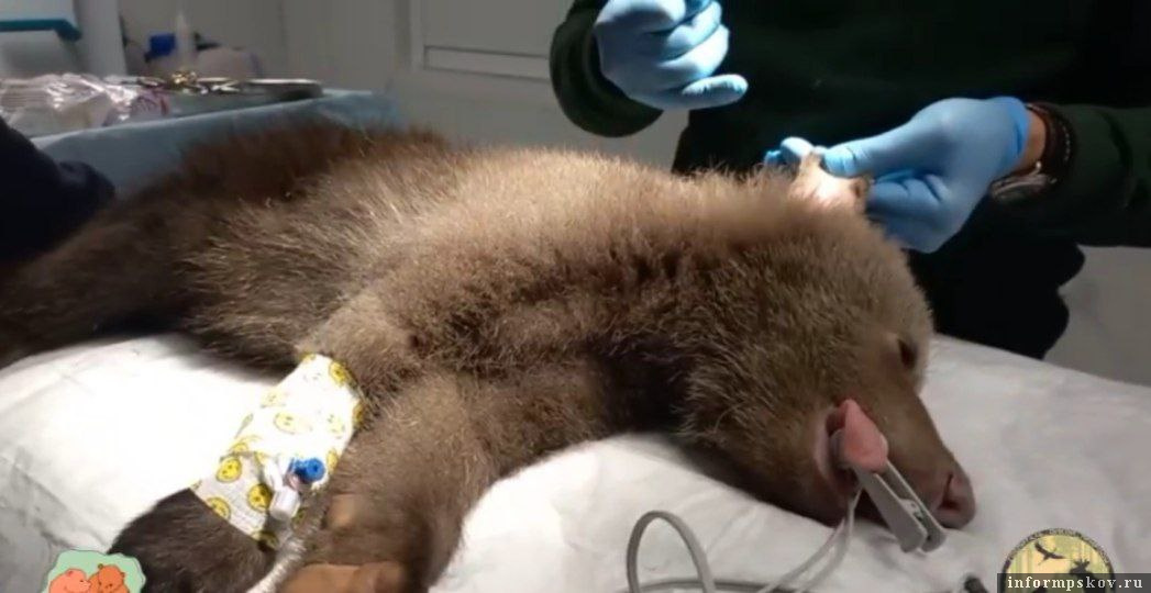 Медведица на хирургическом столе в госпитале. Фото: группа «Центр спасения медвежат-сирот» в соцсети «ВКонтакте»