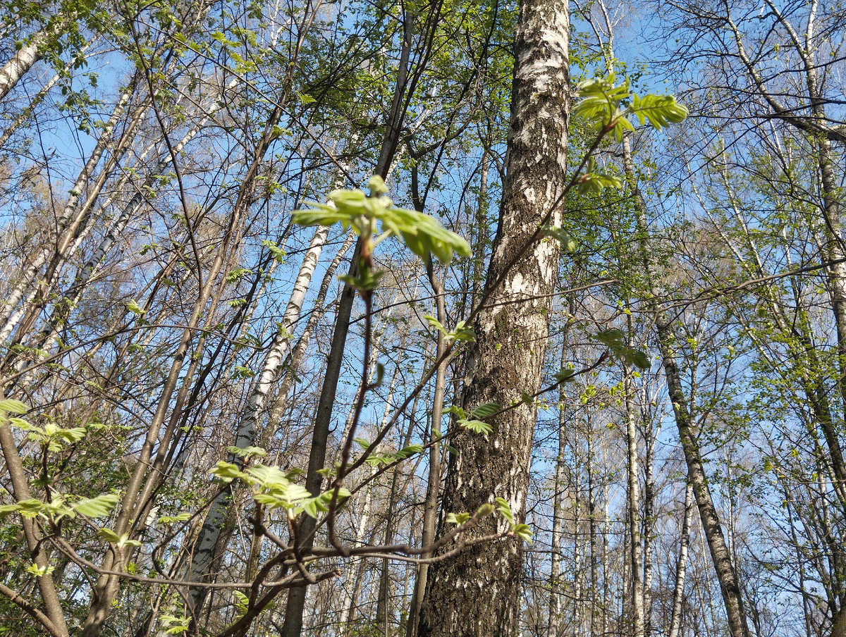 20.04.2025 г, воскресенье. Весна в Лианозовском парке. ЗДЕСЬ и далее фото автора и(или) из личного архива автора, если не указано иначе.