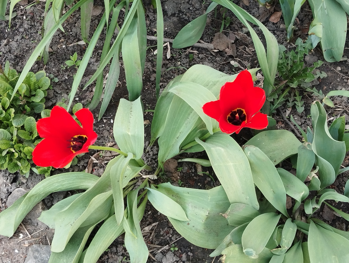 Цветы на клумбе в нашем дворе. 20.04.2025 г, воскресенье.