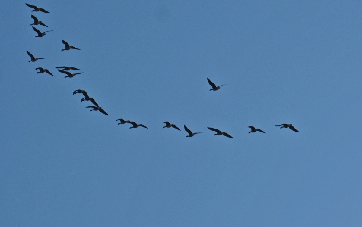 Стая гусей над головой. Фото А.М.