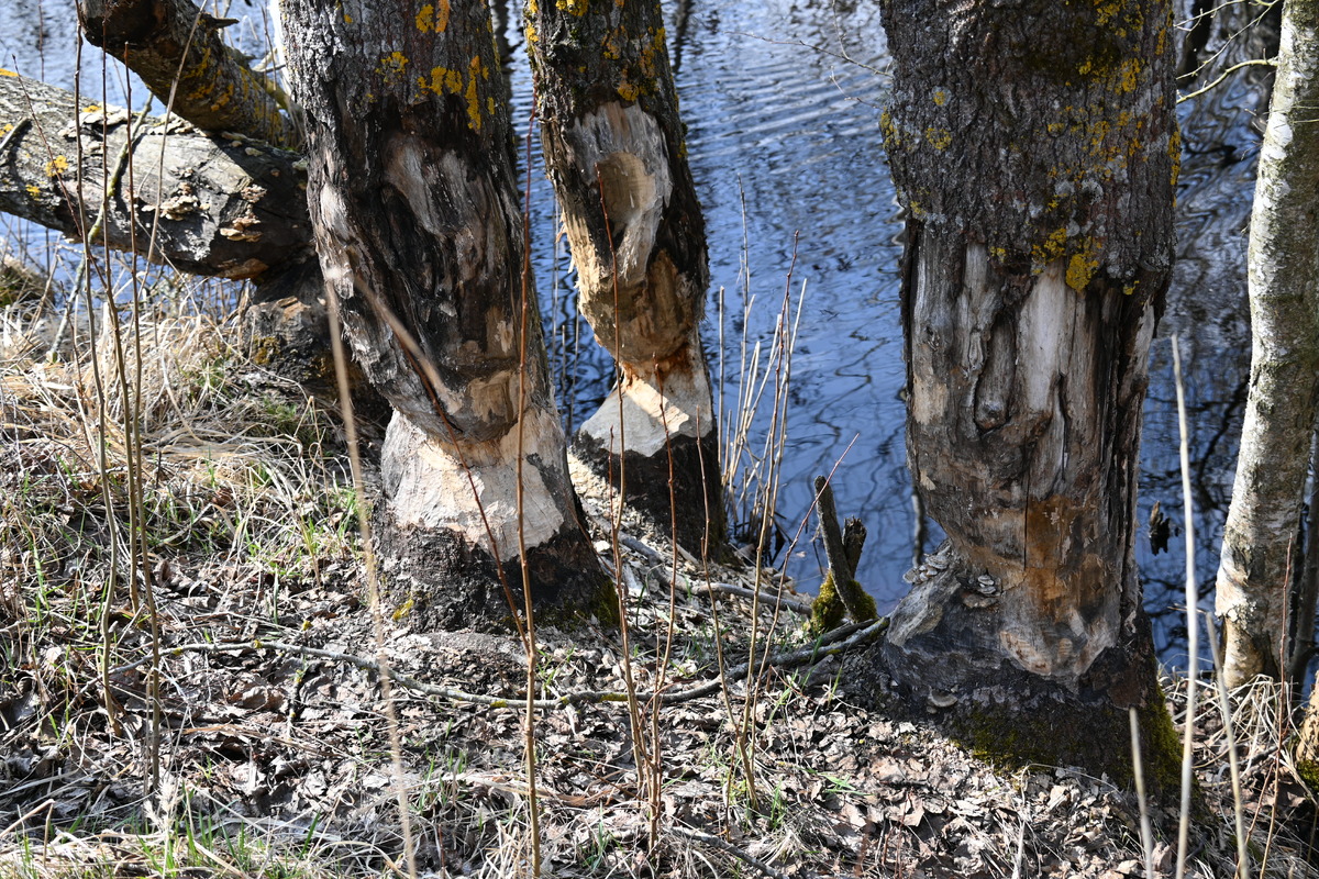 Погрызы бобров. Фото А.М.