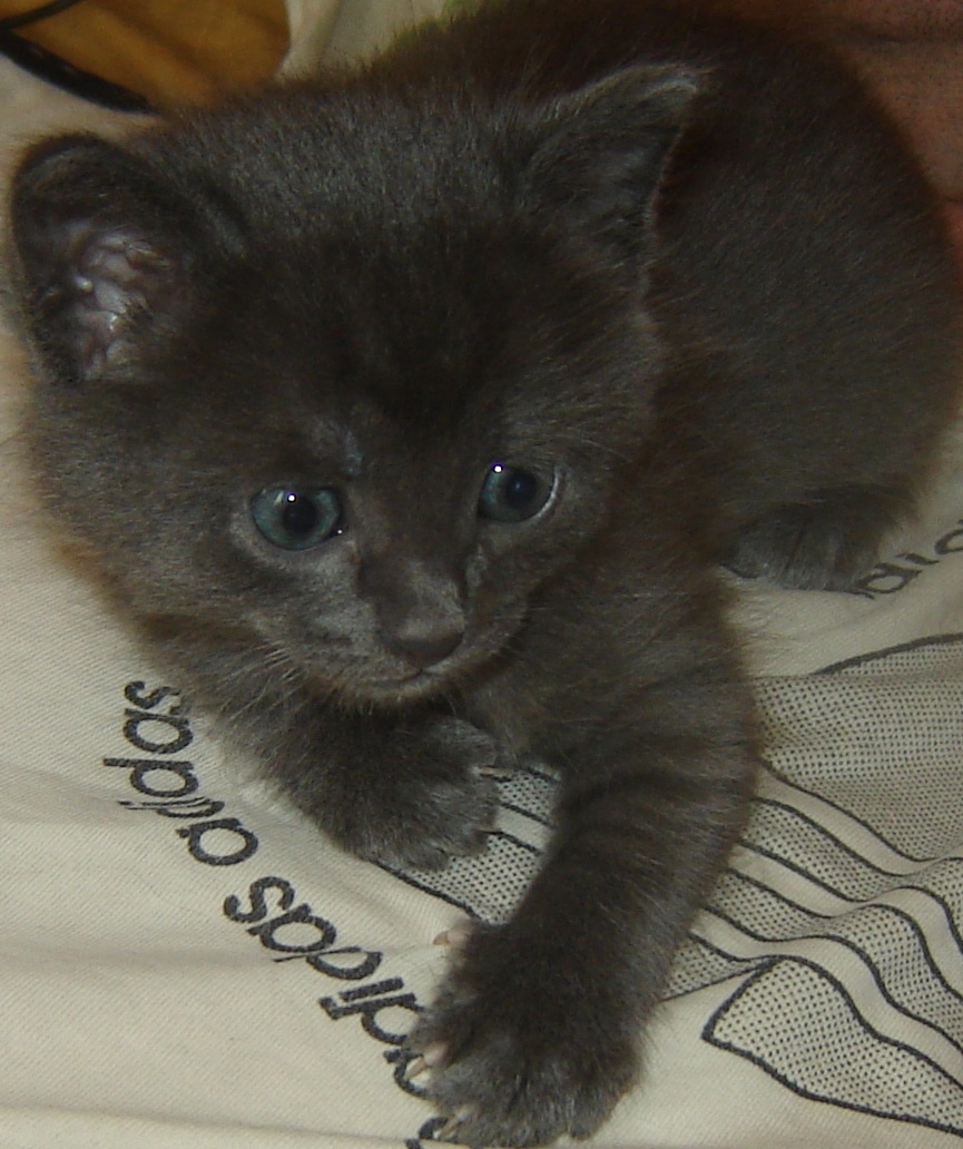 Юрец в детстве Сейчас он наглый дерзкий прожорливый кот)))