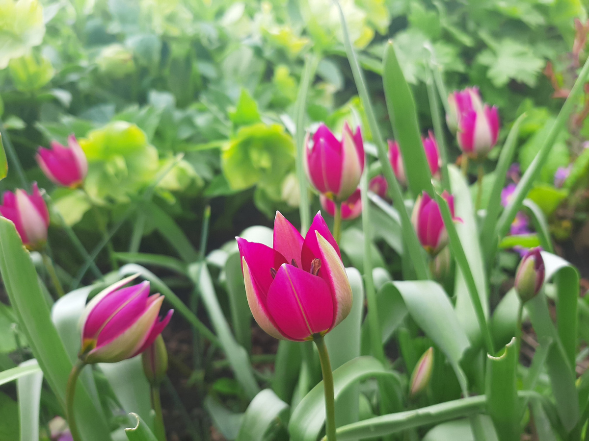 Тюльпан Persian Pearl