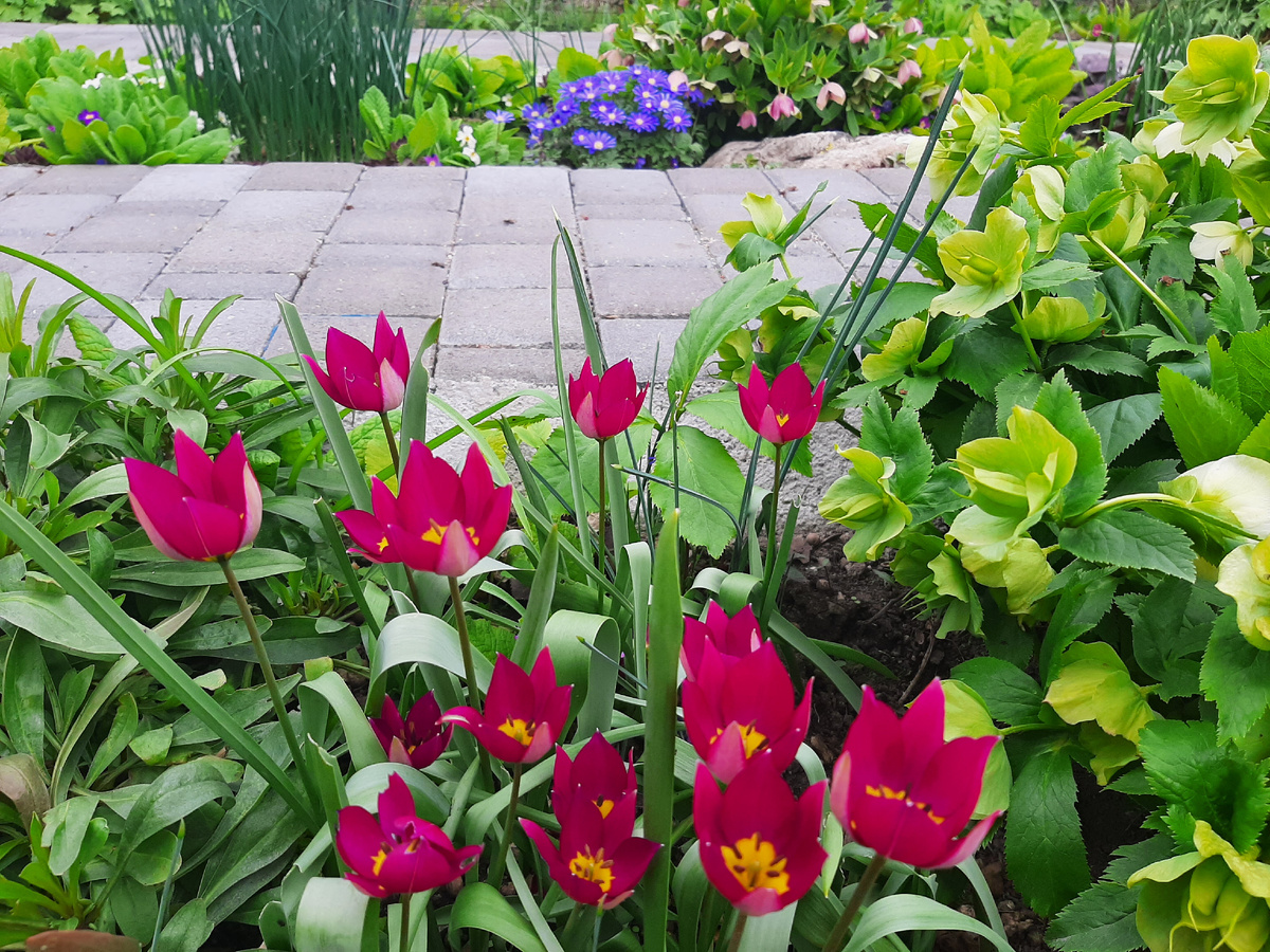 Тюльпан Persian Pearl