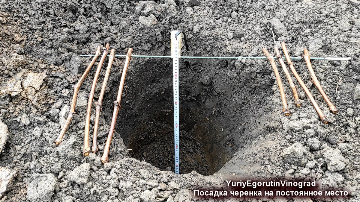 Берем обычные черенки и готовим посадочную яму.