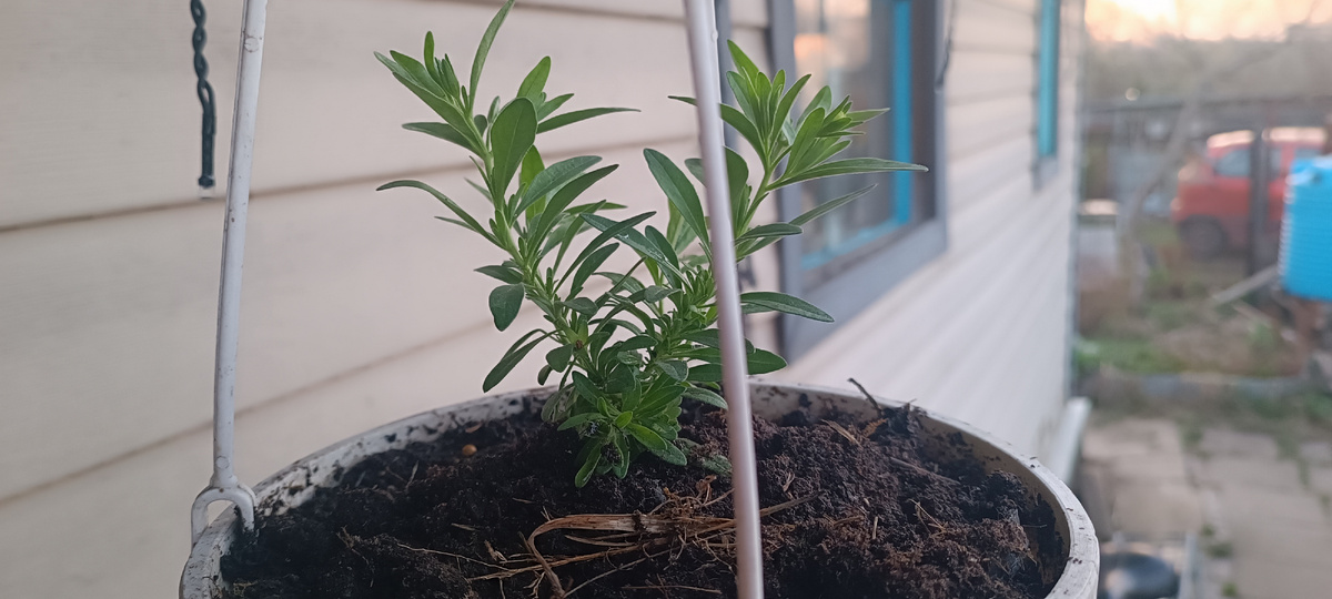 Пусть пока они совсем маленькие и на каждом пока по одному цветочку, но впереди еще месяц весны и целое лето.