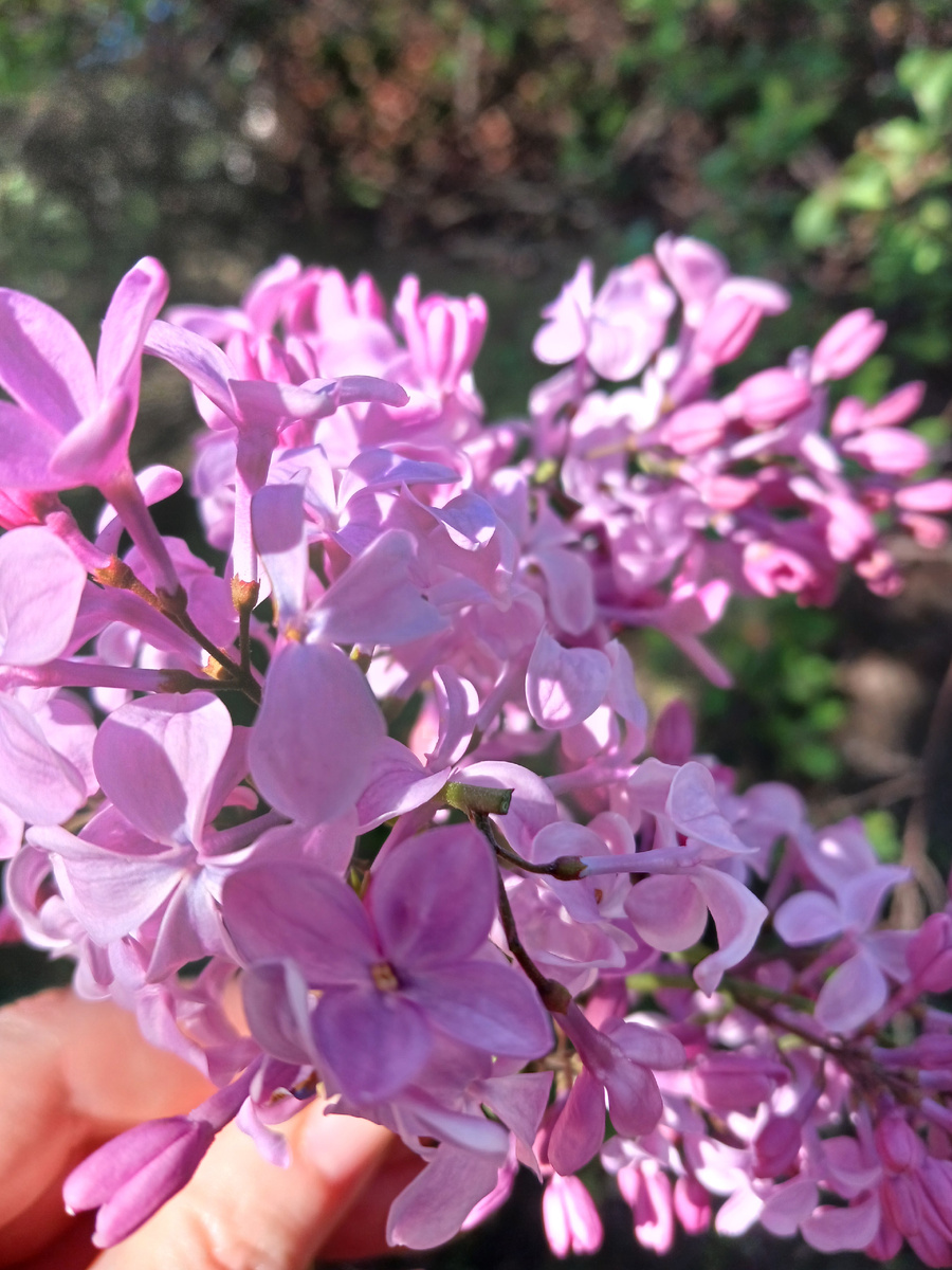 Цветение серени напоминает нам о скором окончании учебного года