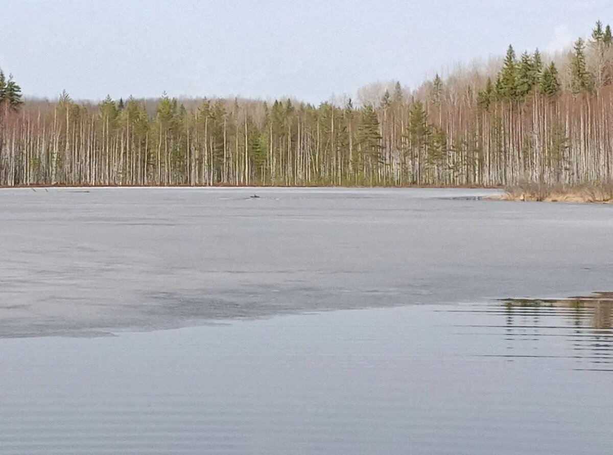   Фото: пресс-служба Аварийно-спасательной службы Ленобласти