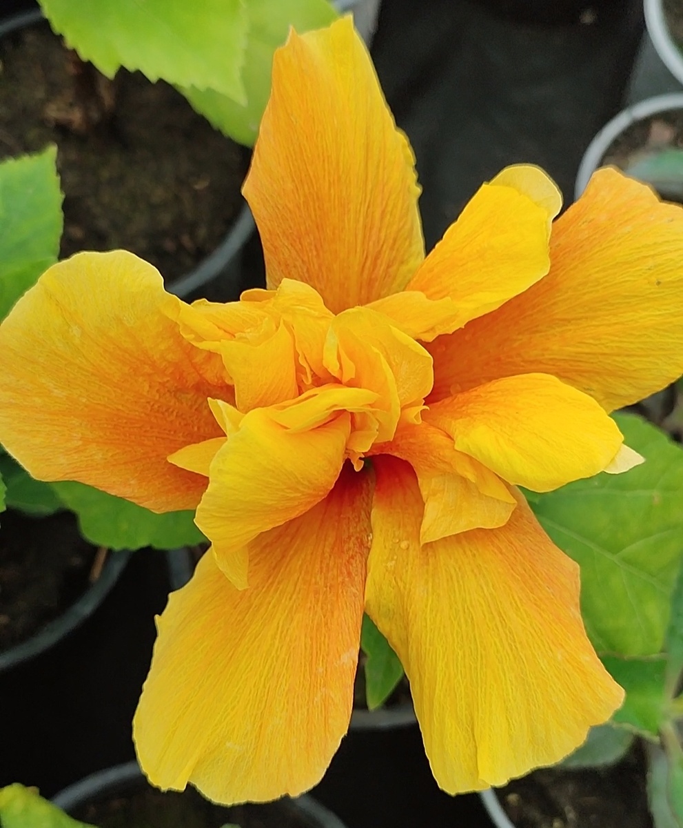 гибискус махровый Koenig