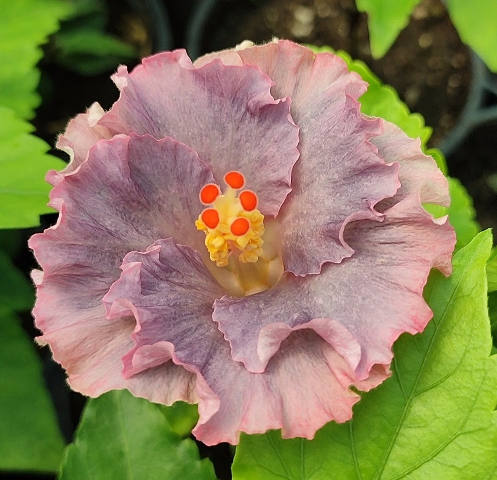 гибискус Moorea Mangy Blue